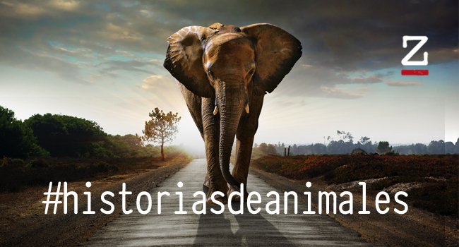 Selección de Historias de animales