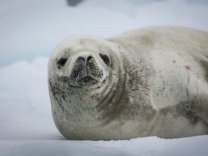 Ética para Amad… focas, focas