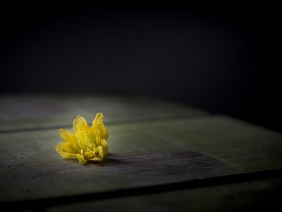 La semana en Zenda, en 10 tuits