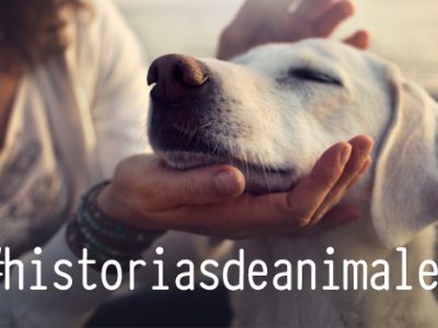 Concurso de historias de animales