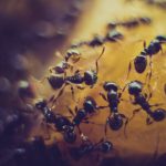 De hormigas y hombres, un cuento de Rosa Navarro