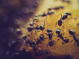 De hormigas y hombres, un cuento de Rosa Navarro
