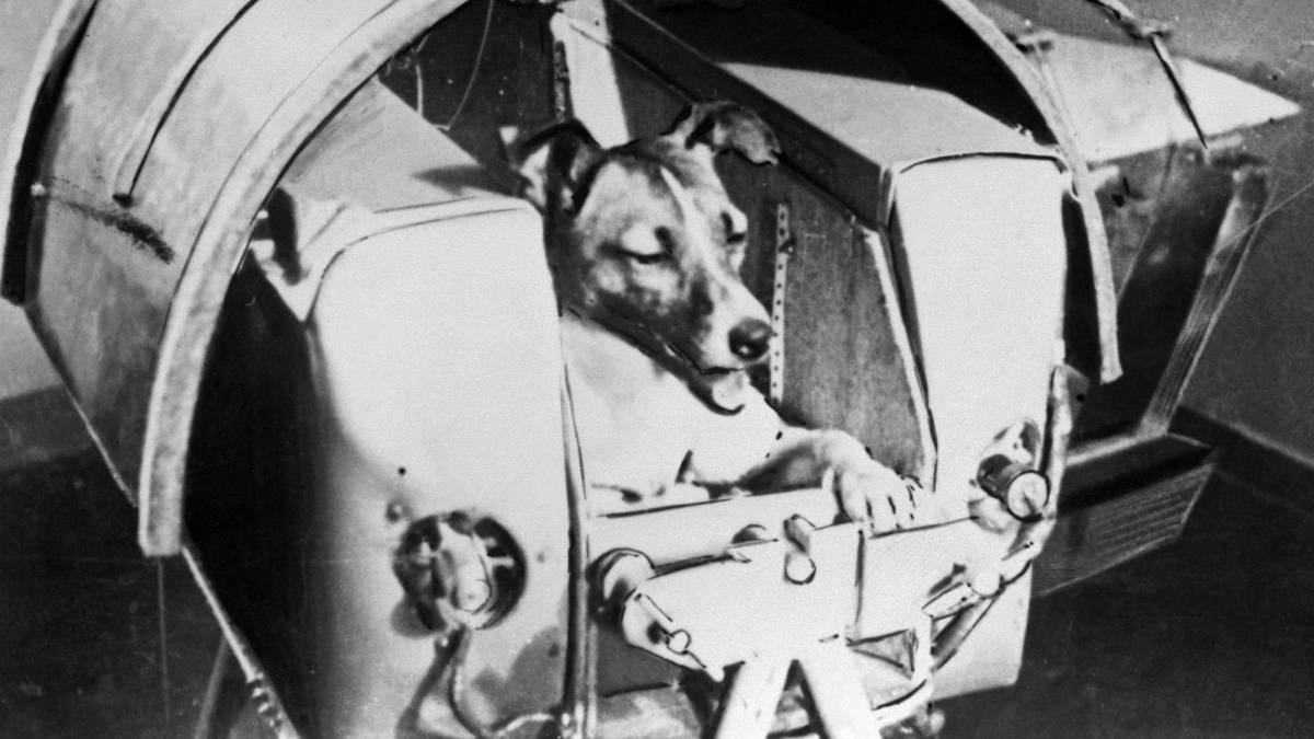 Muere Laika, la heroína soviética más singular