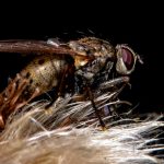 Las moscas, de Horacio Quiroga