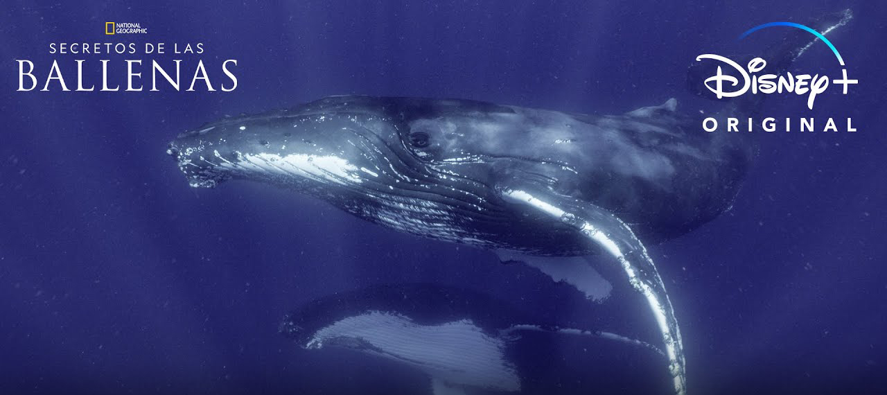 James Cameron descubre «Los secretos de las ballenas» para Disney+