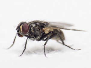 Una mosca (Tiempos de coronavirus 9)