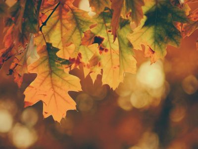 La semana en Zenda, en 10 tuits