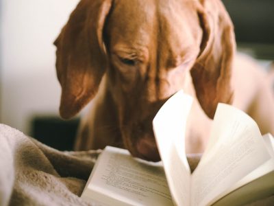 La semana en Zenda, en 10 tuits