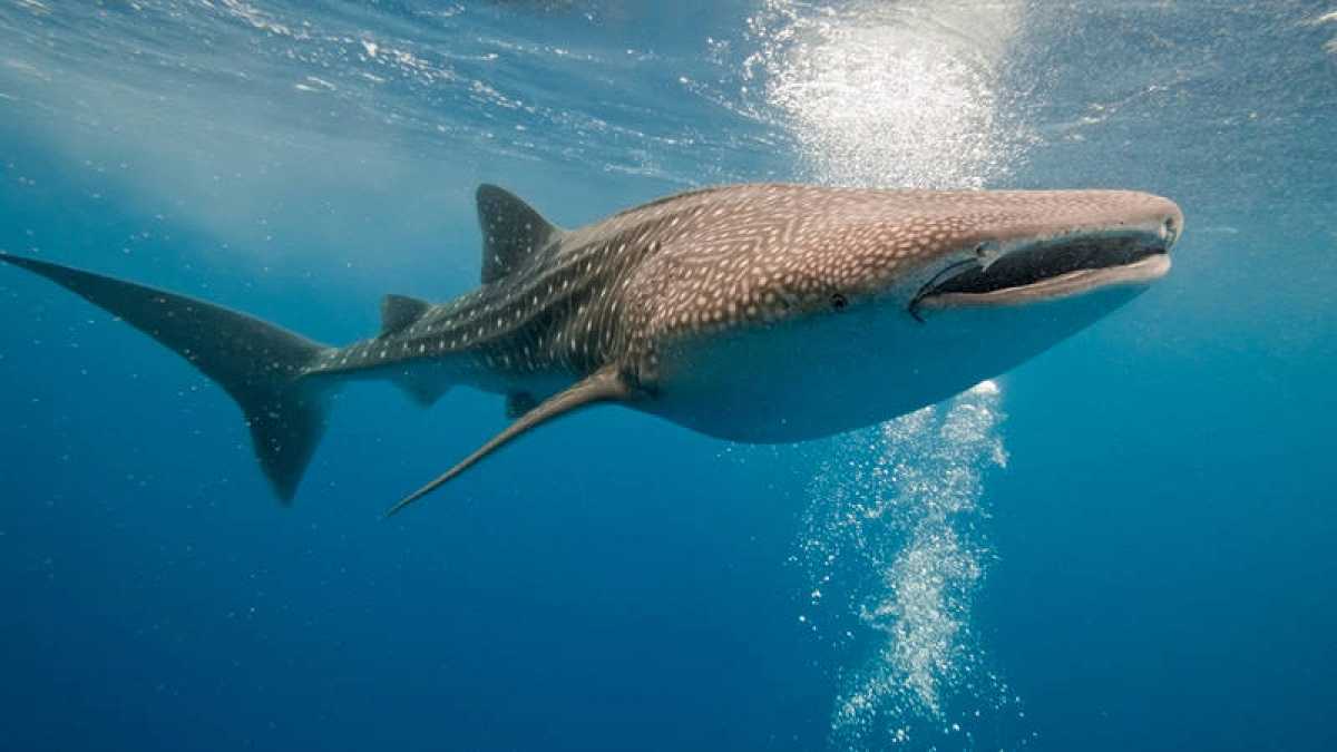 Posterazzi A Diver Interactúa Con Un Tiburón Ballena En Ce 
