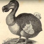 La clarividencia del dodo