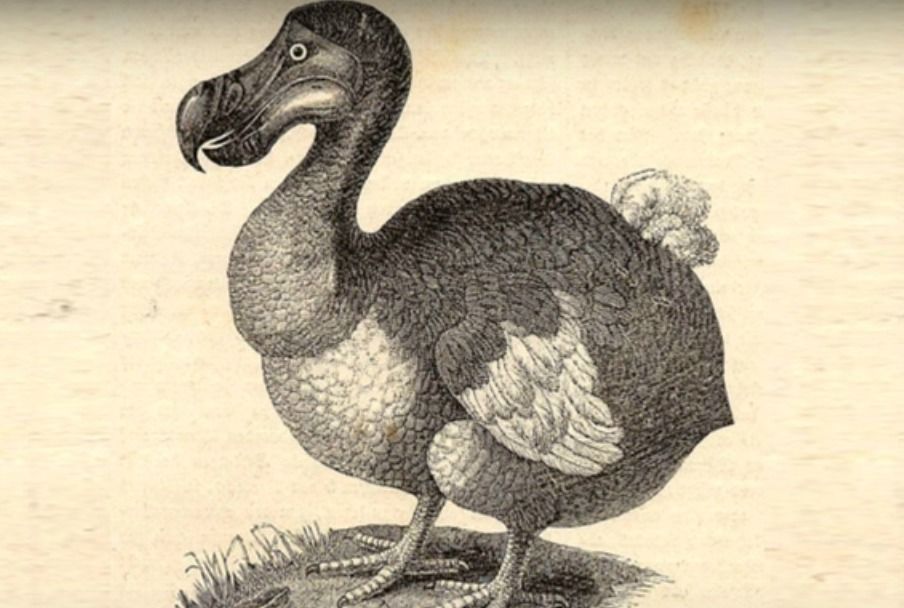 La clarividencia del dodo