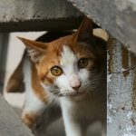 Gatitos de angora, gatos callejeros y los "otros"